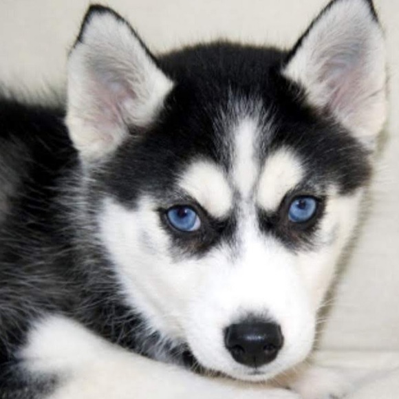 Meet your Posher, Kylin - Picture 1 of 1